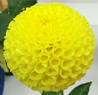 Dahlia ' YELLOW BABY '  (Pom.)   Lammerse  NL  1960   Washington State Show, USA 2012  (David Brown)